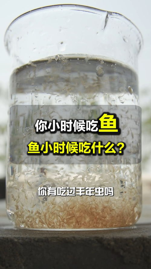 奇特的種魚餌料 孵化方式是怎么樣的呢 精品豐年蟲 豐年蝦干 工廠化養殖 豐年蝦卵 孵化率 水產養殖 養殖