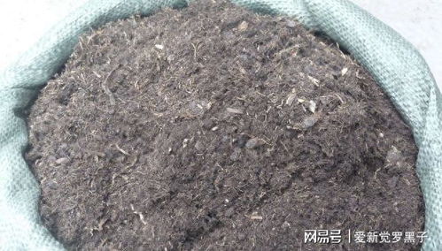 營養土不用買,路邊隨便撿,自制萬能養花土,疏松肥沃不花錢