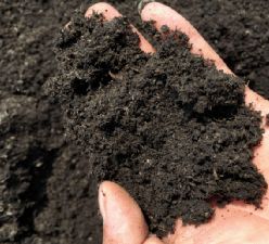 值得買,整個(gè)夏天,讓你的陽臺(tái)鮮花不斷,秘訣原來是這東西