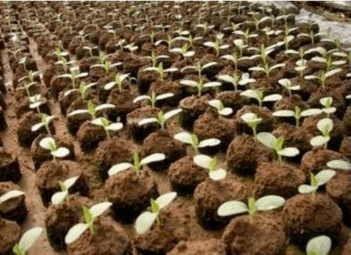 有機(jī)肥作為基肥 追肥 育苗肥及營(yíng)養(yǎng)土,應(yīng)該怎么施用