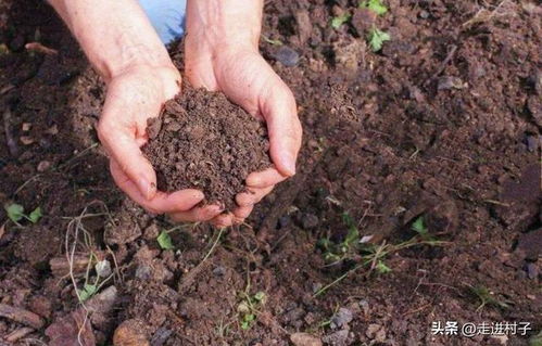 這三種材料是土的原型,制作營(yíng)養(yǎng)土就找它們,比珍珠巖還棒