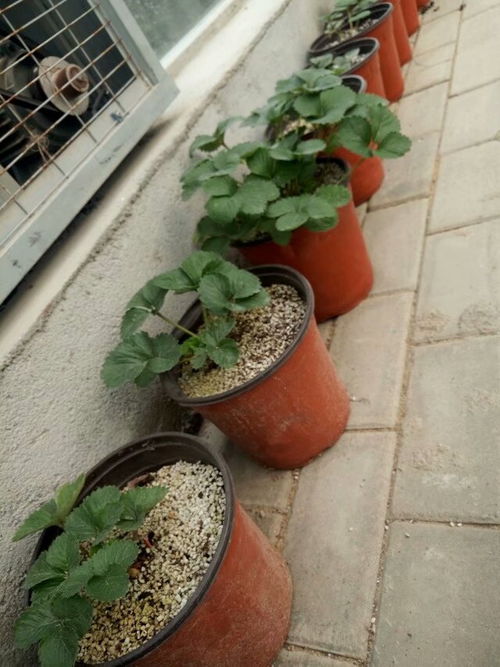 廠(chǎng)家直銷(xiāo)園藝珍珠巖種菜養(yǎng)花高空菜園營(yíng)養(yǎng)土保溫保水保肥輕且不流失