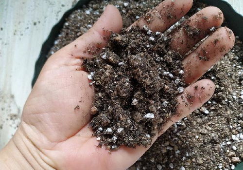 網購營養(yǎng)土,價格差異大,明白這幾點,不花冤枉錢