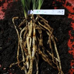 一香 牌天然有機營養(yǎng)土3包 老配方 粗