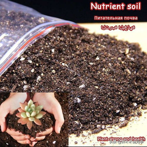 月季盆栽還是地栽好 做好這幾點,盆栽月季照樣開花爆盆長勢快