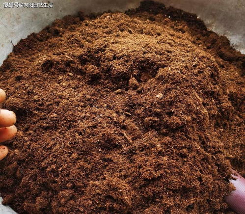 養(yǎng)多肉,要用對土,好的多肉養(yǎng)多肉,事半功倍,發(fā)根速度更快