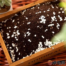 墊材五花八門,飼養(yǎng)半水龜用哪種最好