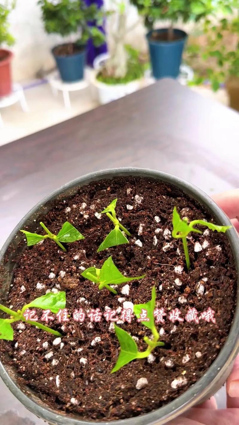 茉莉花扦插教程.材料:茉莉花,水,疏松透氣的營養(yǎng)土