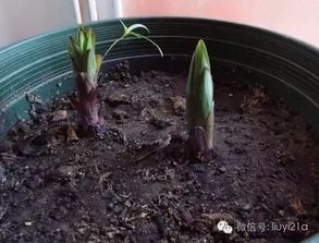 是時候該給你的盆栽松松土了