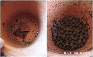 搭配營養(yǎng)土 疏松透氣養(yǎng)分高，養(yǎng)君子蘭最合適的秘訣