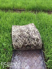 涪陵泥炭土與營(yíng)養(yǎng)土的購(gòu)買指南