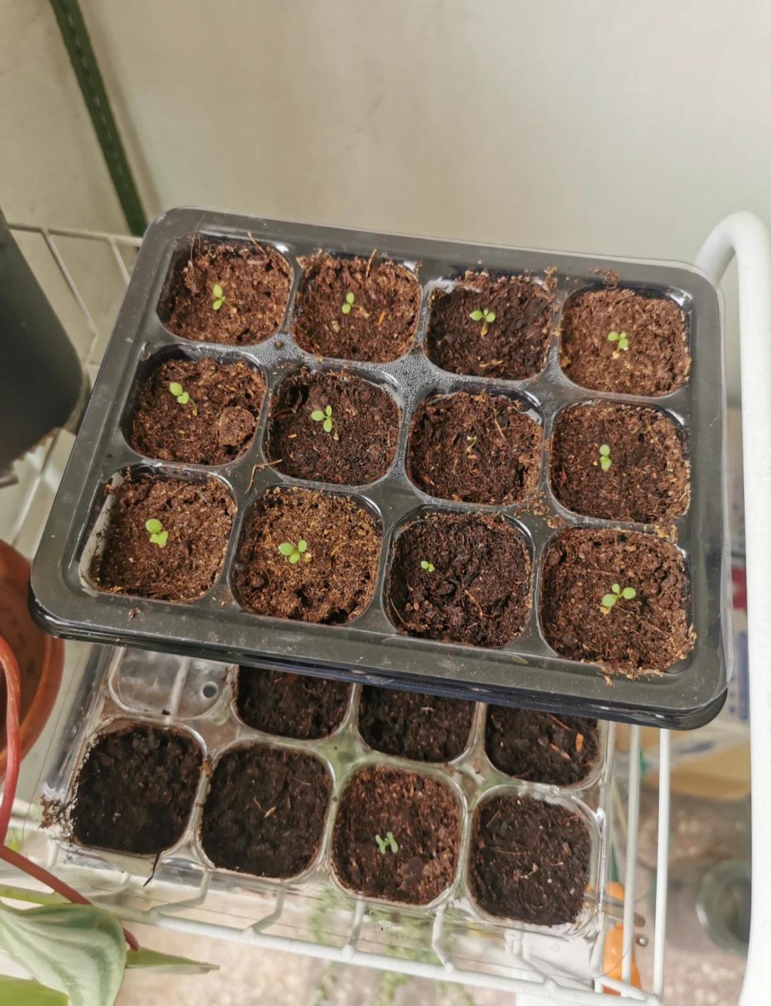 營(yíng)養(yǎng)土配土秘籍 打造植物的完美家園