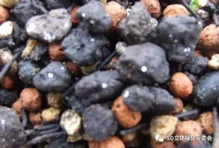 最全的花卉營養土基質材料及功效作用指南，園藝愛好者必收藏