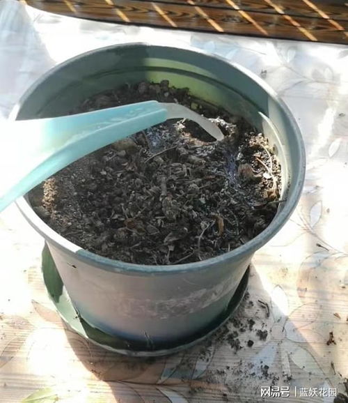 秋日煥新 舊花盆土三天變身肥沃營(yíng)養(yǎng)土，藍(lán)妖教你簡(jiǎn)單操作